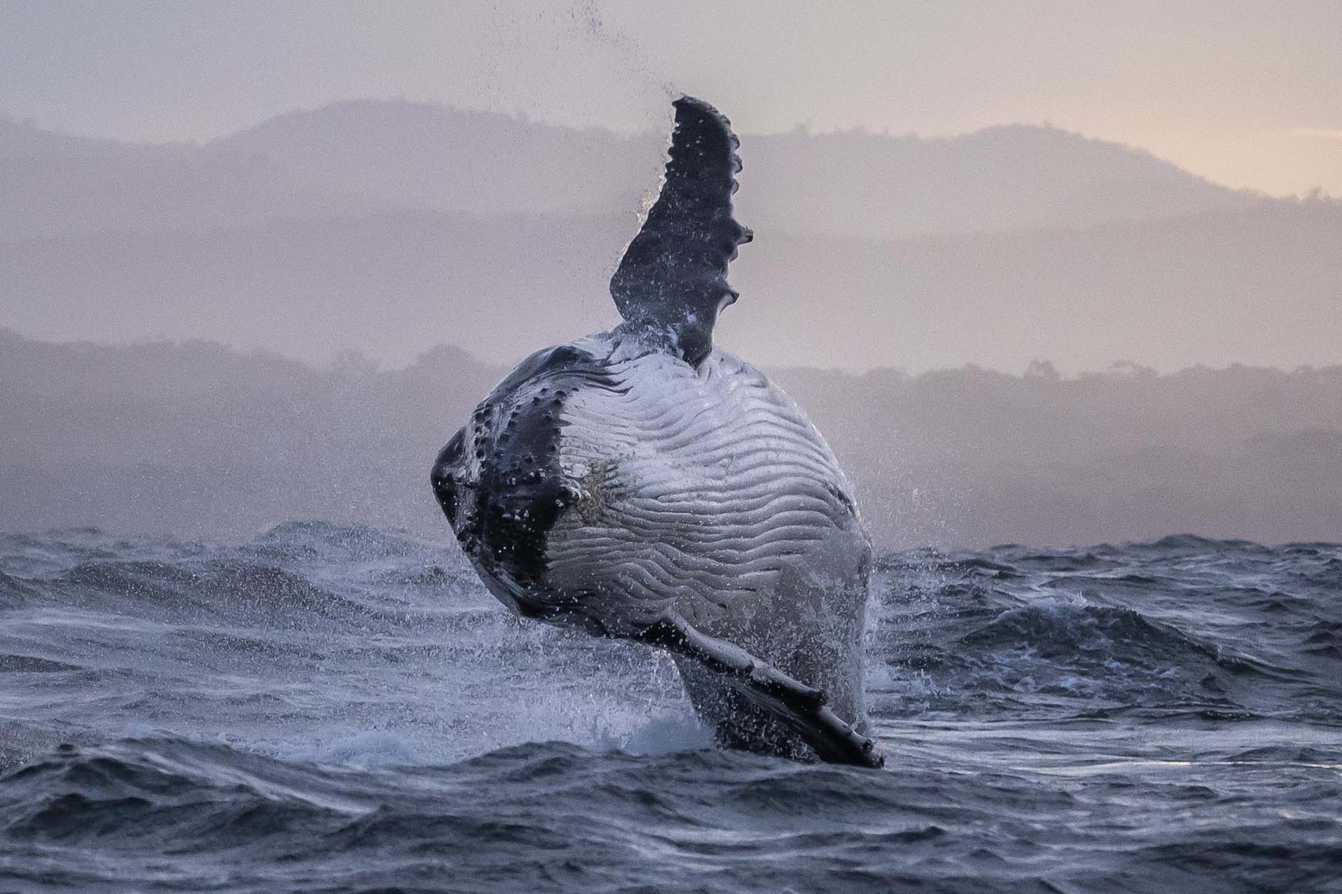 Sapphire Coast, whale-watching charters, whales, whale watching, cruises, NSW, South Coast