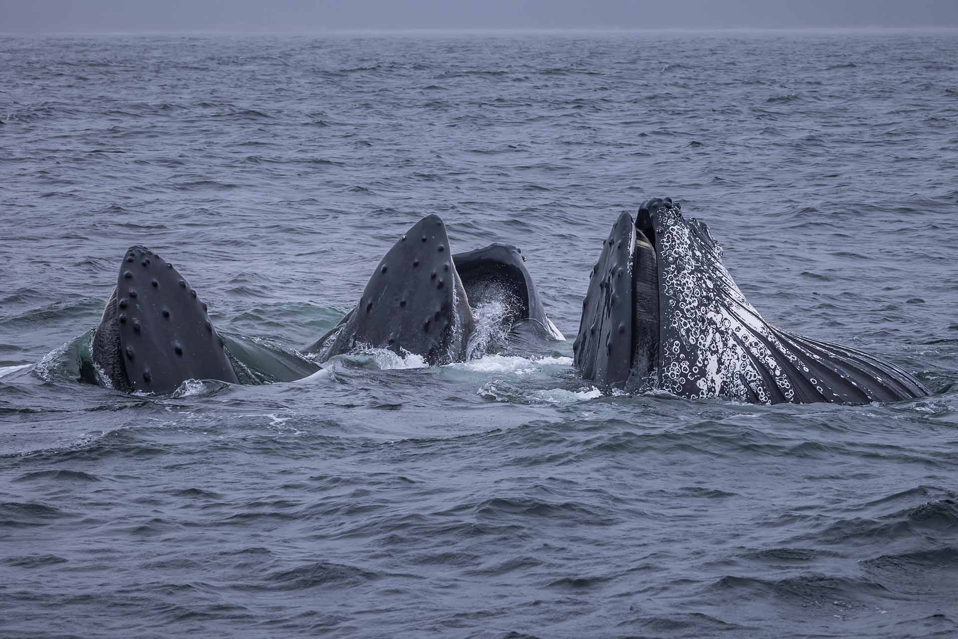 Whales, Humpback whales, whale watching, behaviour, moves, NSW, migration, south coast, feeding, bubble net feeding, bubblenet, bubble-net