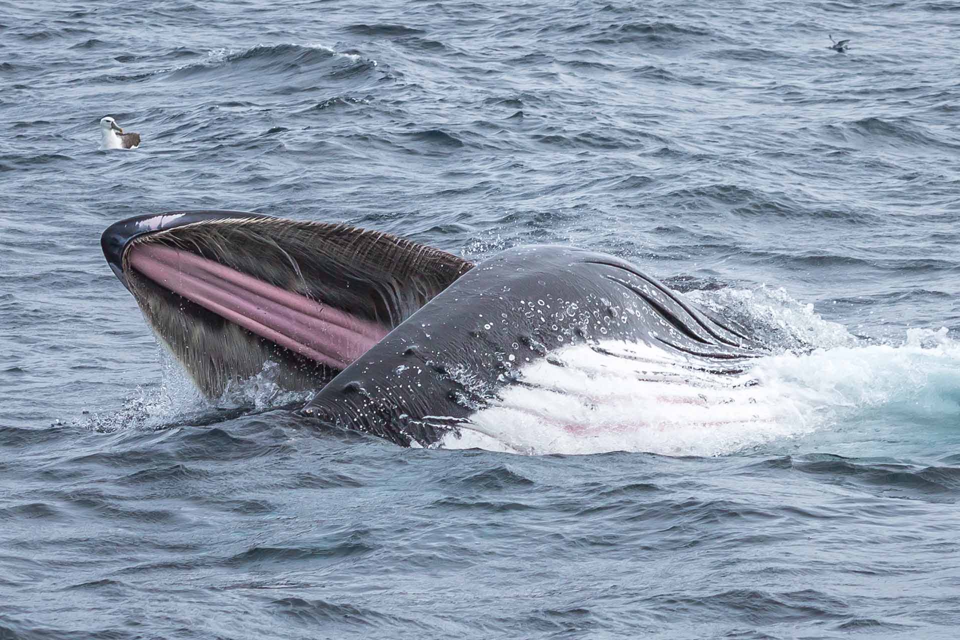 Whales, Humpback whales, whale watching, behaviour, moves, NSW, migration, south coast, feeding, lunge feeding, krill