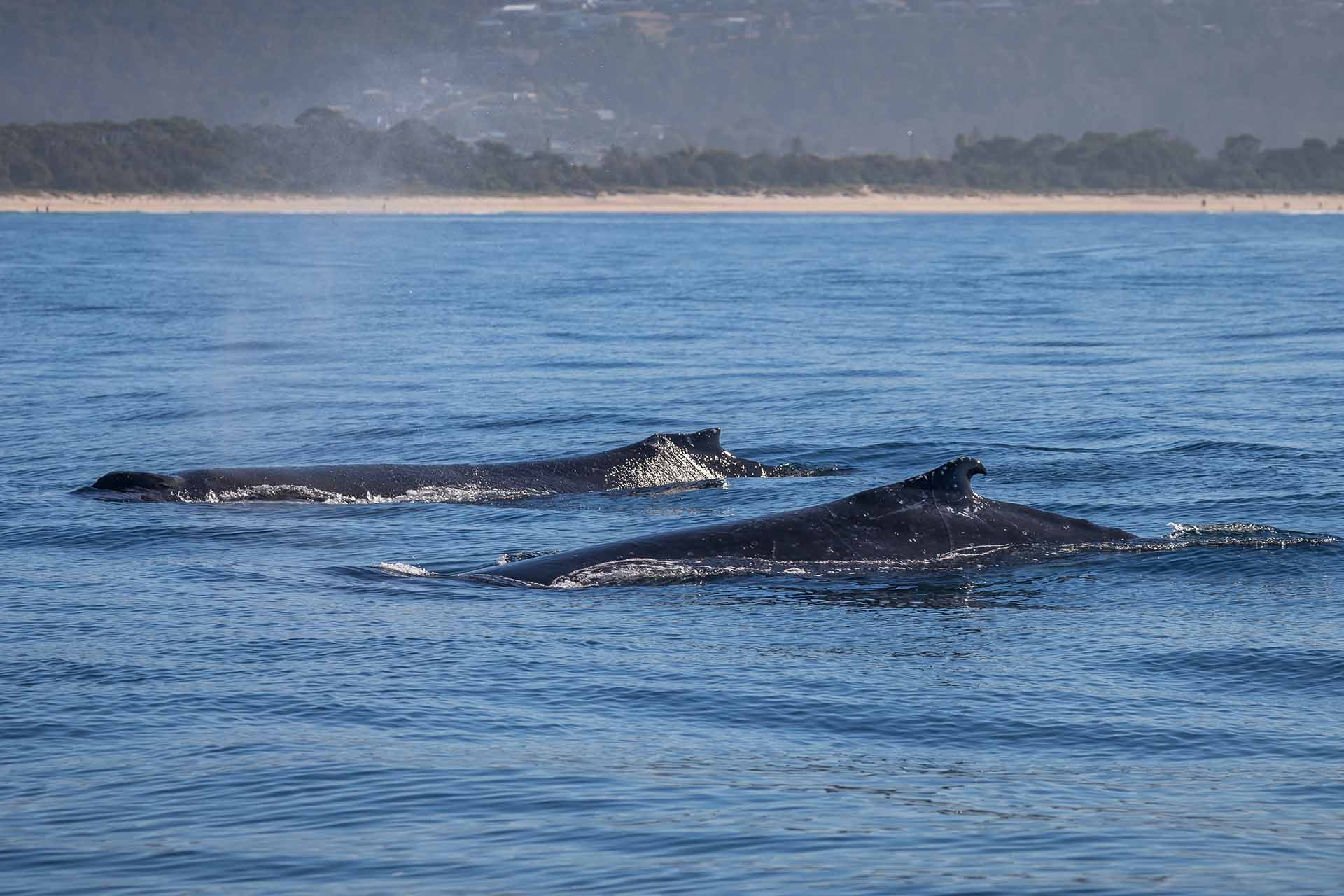 Whales, Humpback whales, whale watching, behaviour, moves, NSW, migration, south coast, logging