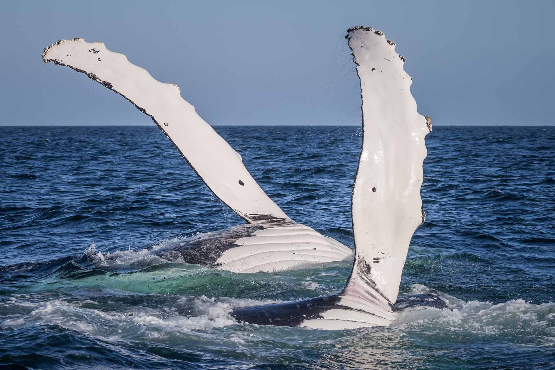 Whales, Humpback whales, whale watching, behaviour, moves, NSW, migration, south coast, pec slap, pec slapping, peck slap, pectoral fins