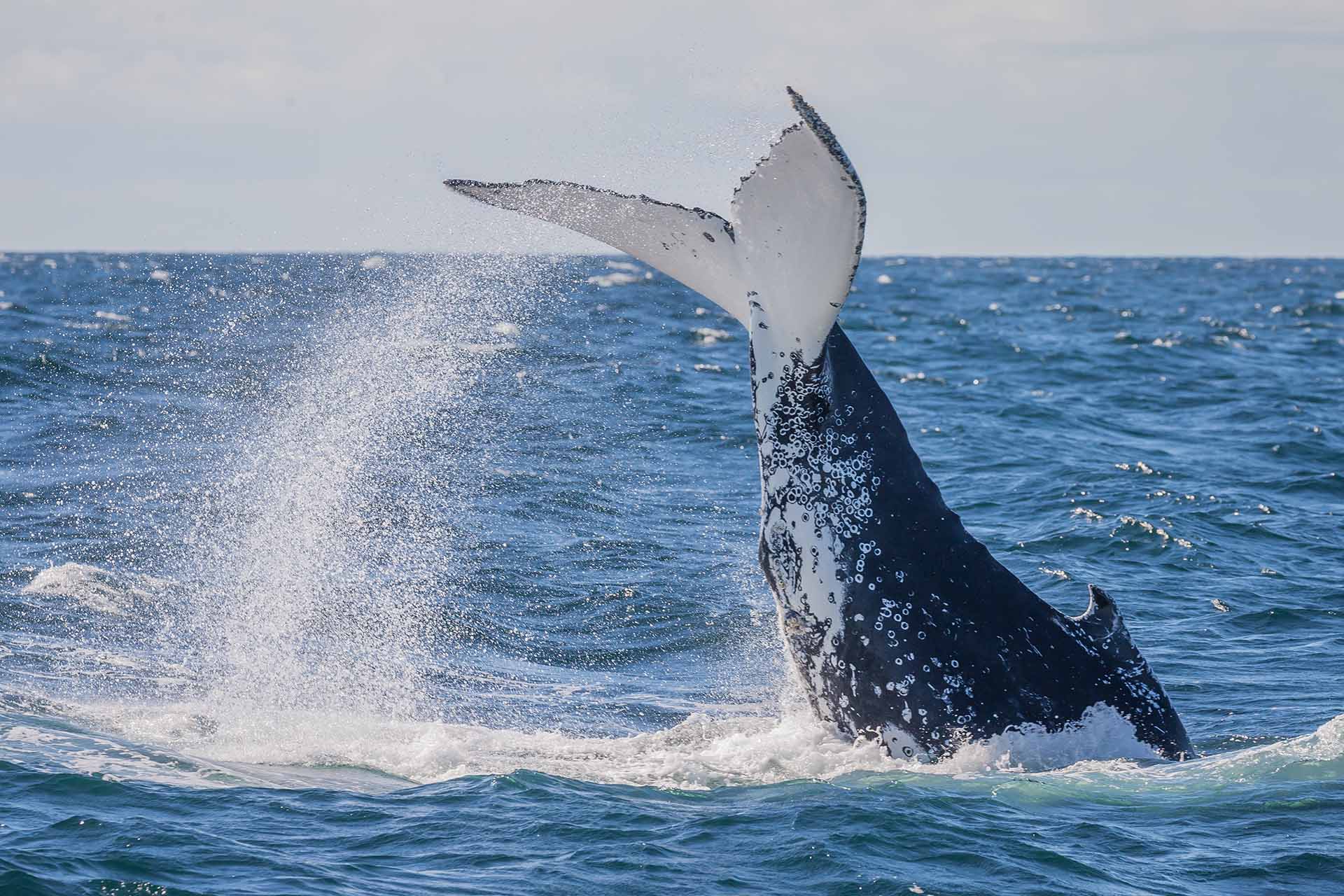Whales, Humpback whales, whale watching, behaviour, moves, NSW, migration, south coast, tail slap, tail slapping, whale tail
