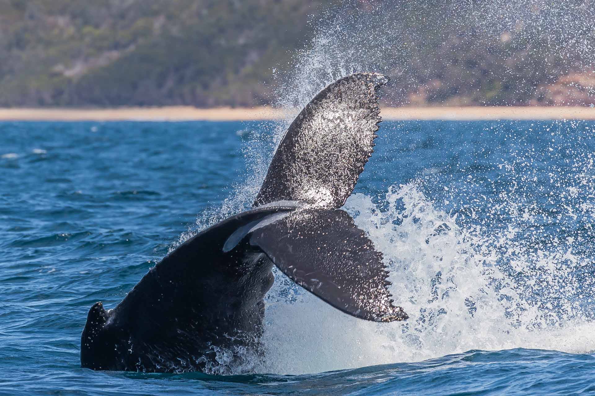 Whales, Humpback whales, whale watching, behaviour, moves, NSW, migration, south coast, tail throw, tail throwing, whale tail