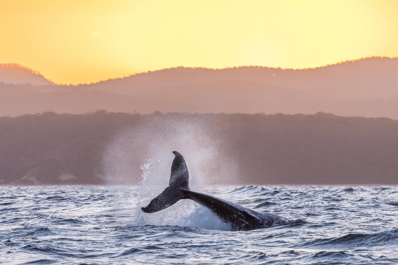 Whales, Whale Watching, Sapphire Coast, NSW, South Coast, Whale Trail