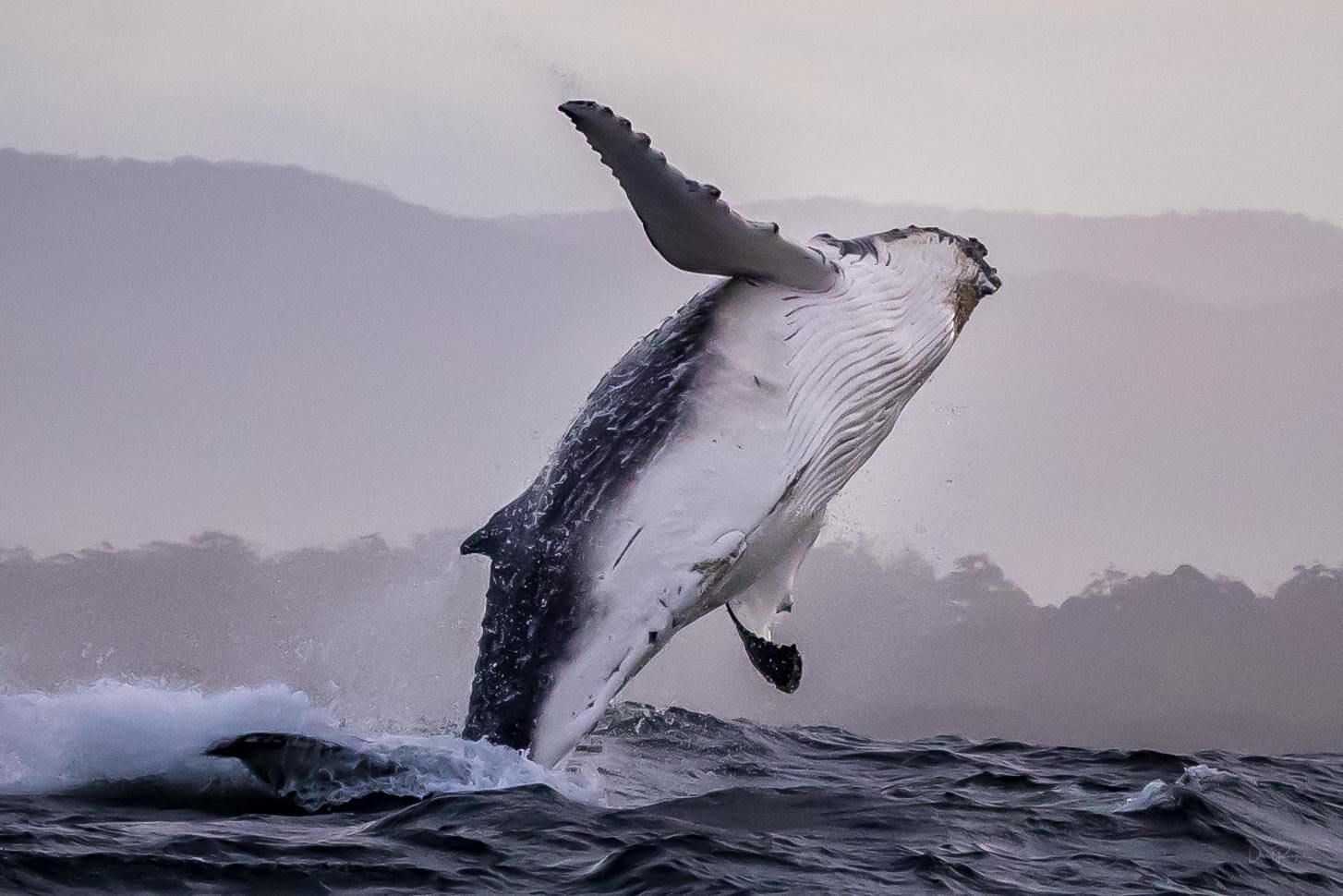 Whales, Whale Watching, Sapphire Coast, NSW, South Coast, Whale Trail