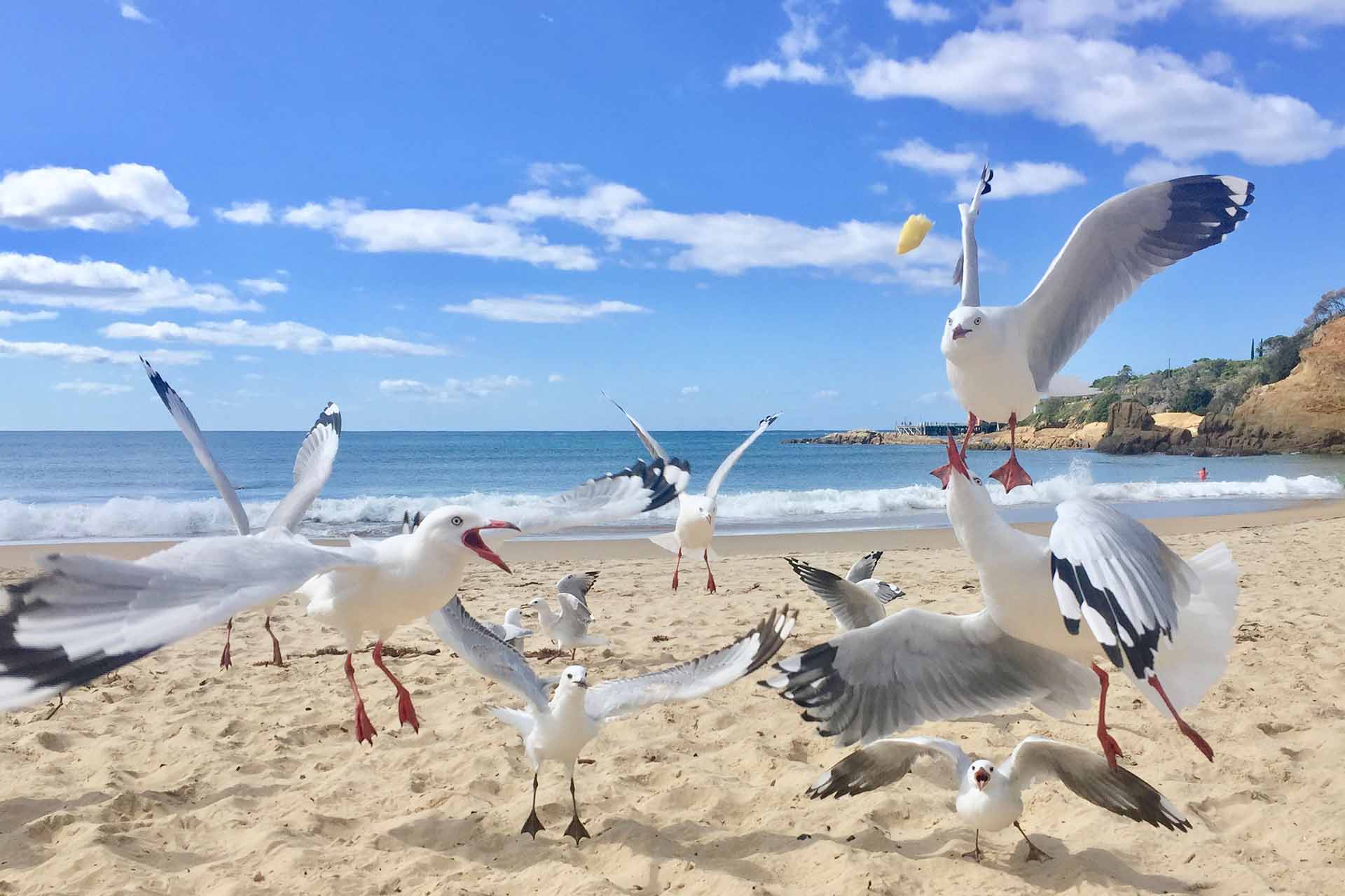 Fish and chips at Tathra Beach, Sapphire Coast NSW
