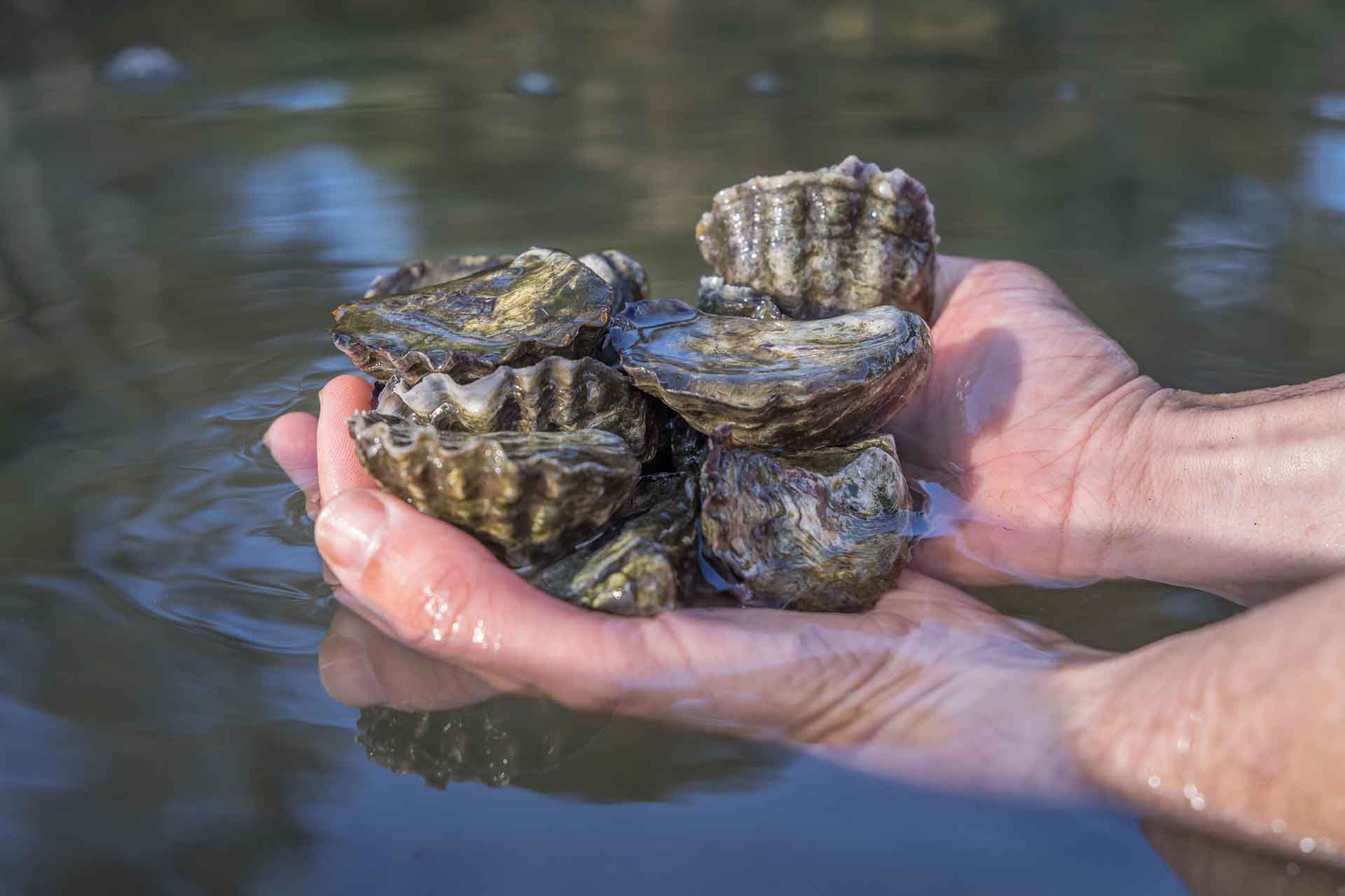 Oysters on the Sapphire Coast, meet the farmer, oyster sheds, seafood restaurant