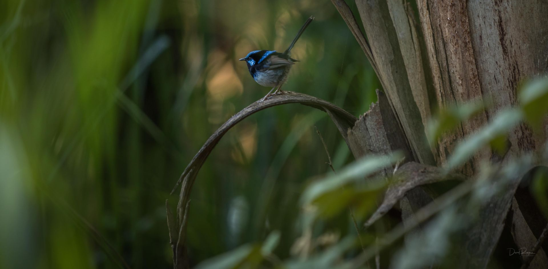 Blue wren perched on a curved branch, surrounded by green foliage and a tree trunk.