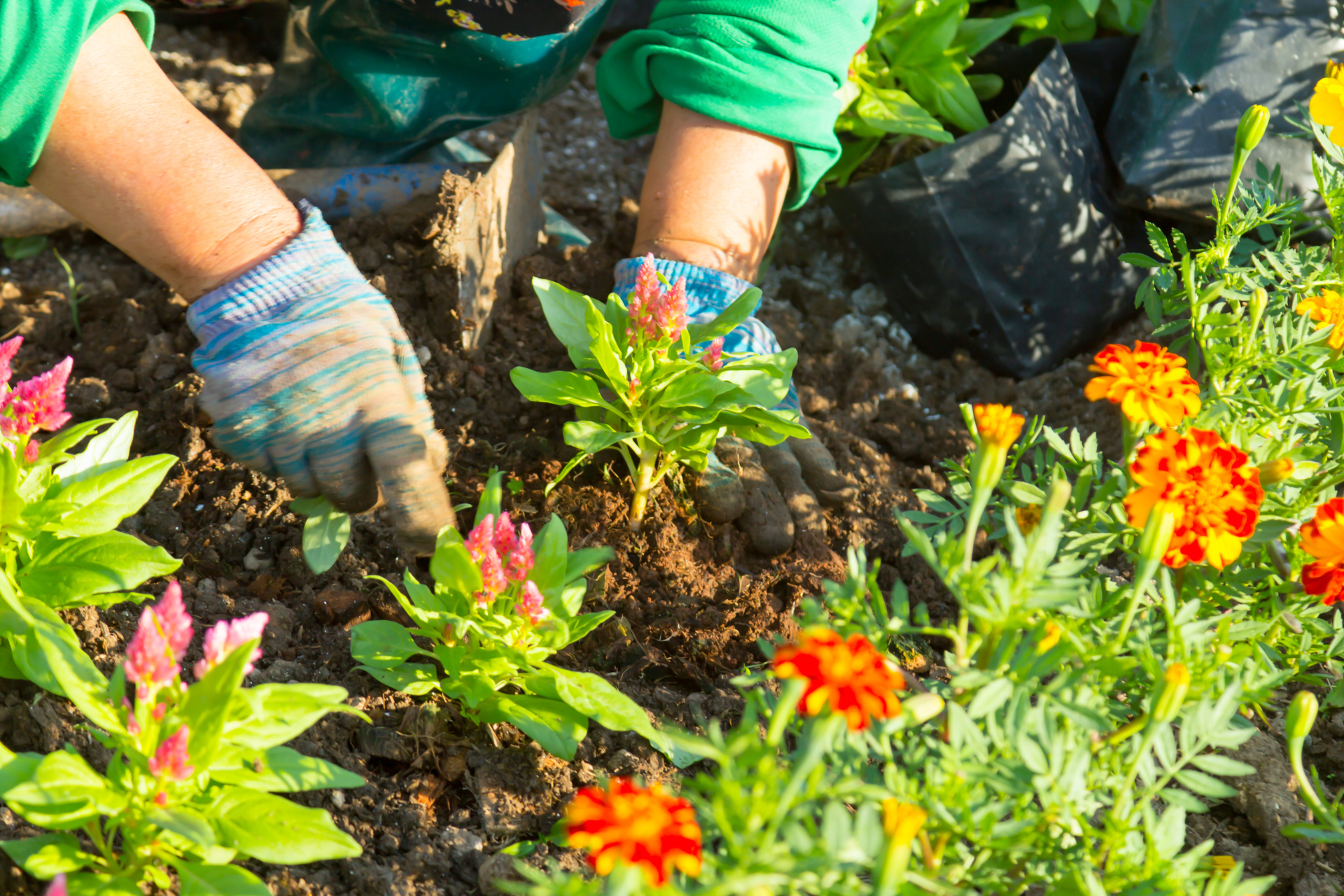 Gärtner pflanzt Blumen in einem sonnigen Garten, trägt Handschuhe und verwendet eine kleine Kelle.