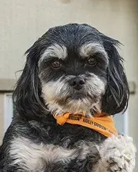 A small black and white dog wearing an orange bandana.