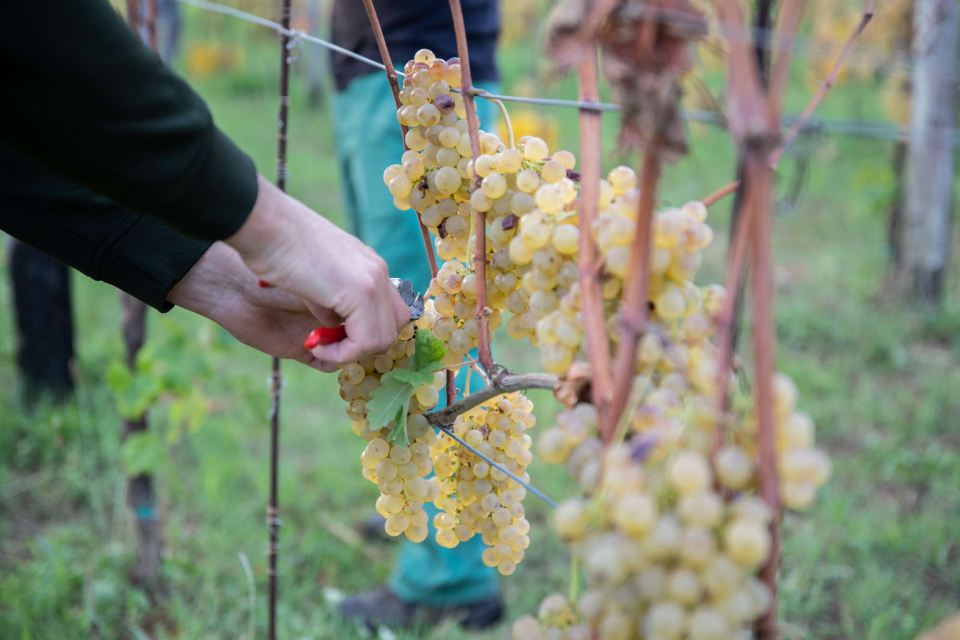 Raccolta uva Cantina del Nonno Pescetto Santo Stefano di Magra