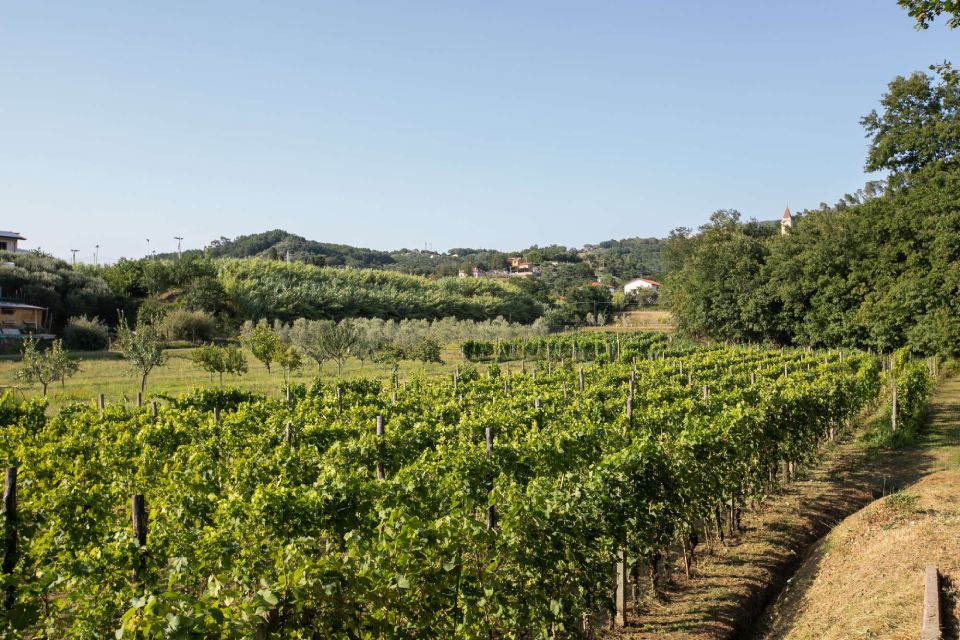 Vermentino Cantina del Nonno Pescetto Santo Stefano di Magra