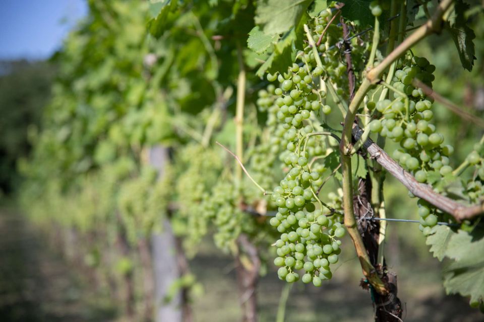 uva bianca Cantina del Nonno Pescetto Santo Stefano di Magra