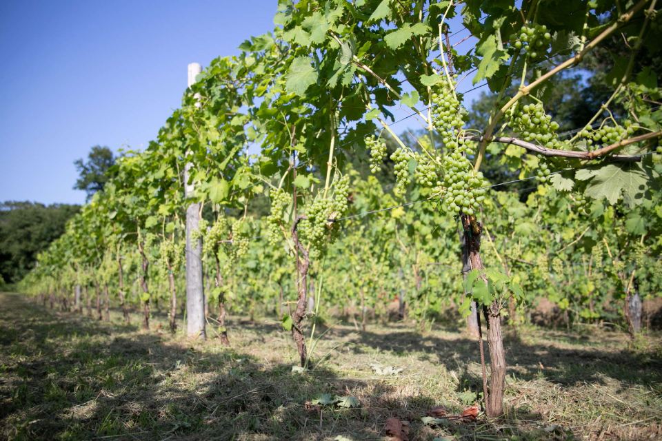 Uva Vermentino Cantina del Nonno Pescetto