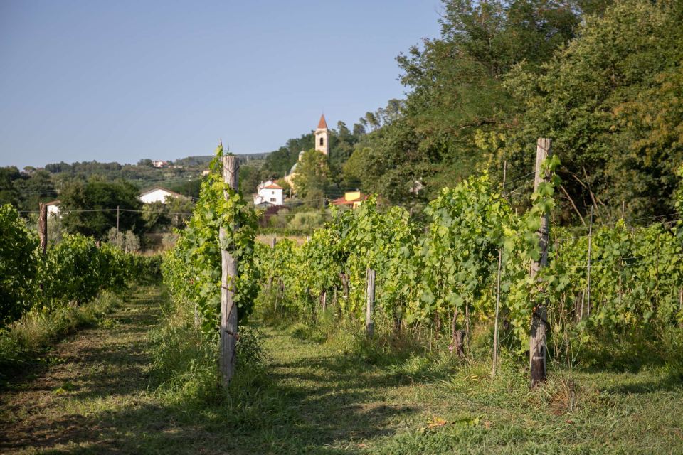vendita vino sfuso Cantina del Nonno Pescetto Santo Stefano di Magra