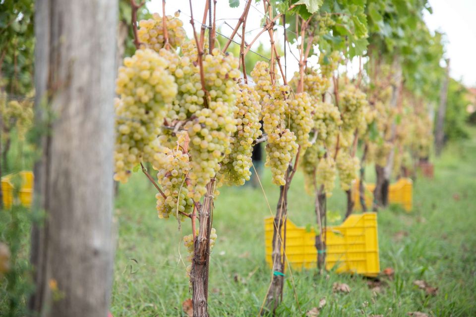 spumanti Cantina del Nonno Pescetto Santo Stefano di Magra