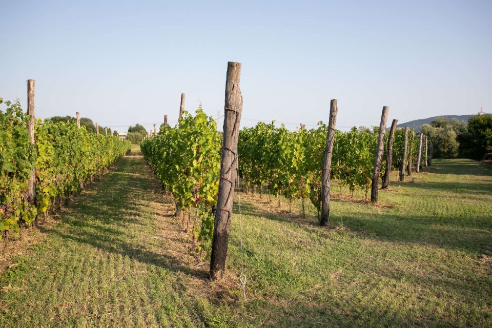 Vitigno Cantina del Nonno Pescetto Santo Stefano di Magra