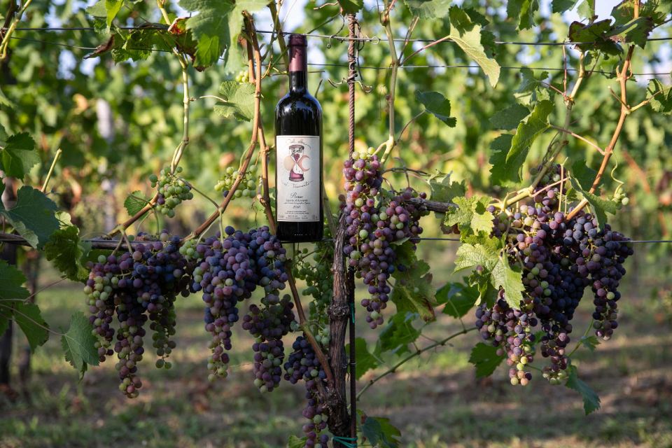 Vini da uva rossa Cantina del Nonno Pescetto