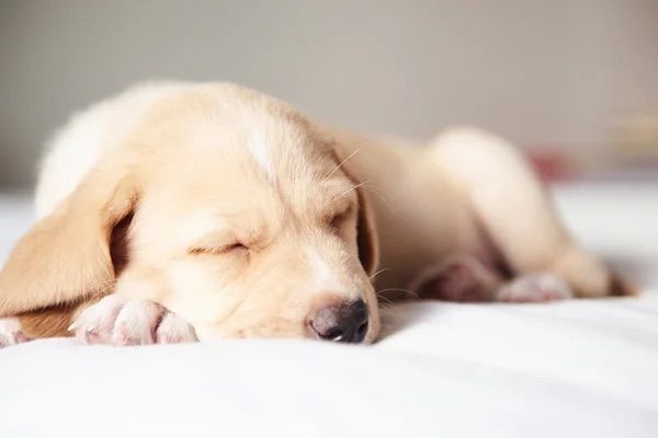 Dog sleeping soundly at River Inn at Seaside, OR