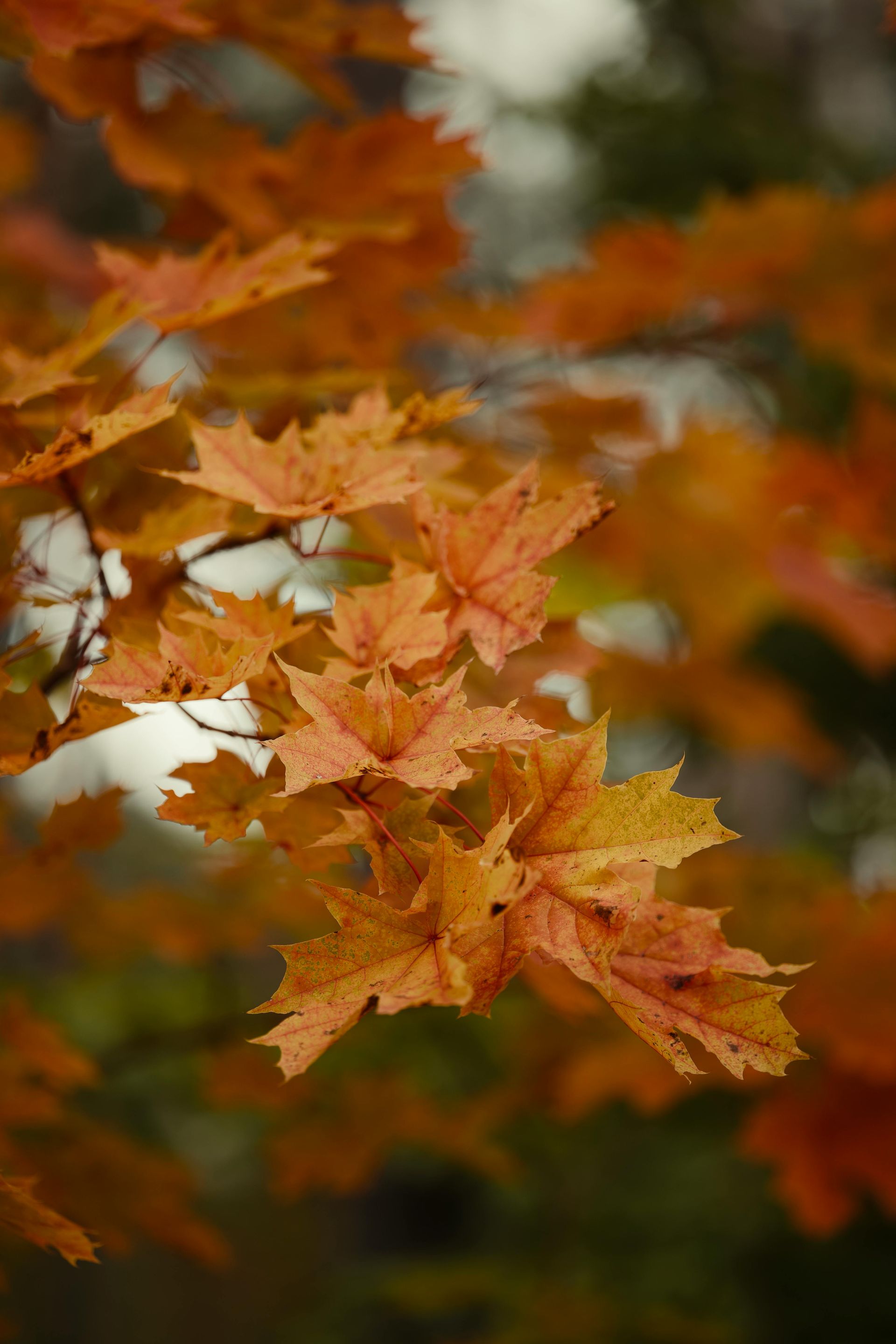 Orange and yellow autumn leaves on a branch, blurred background.