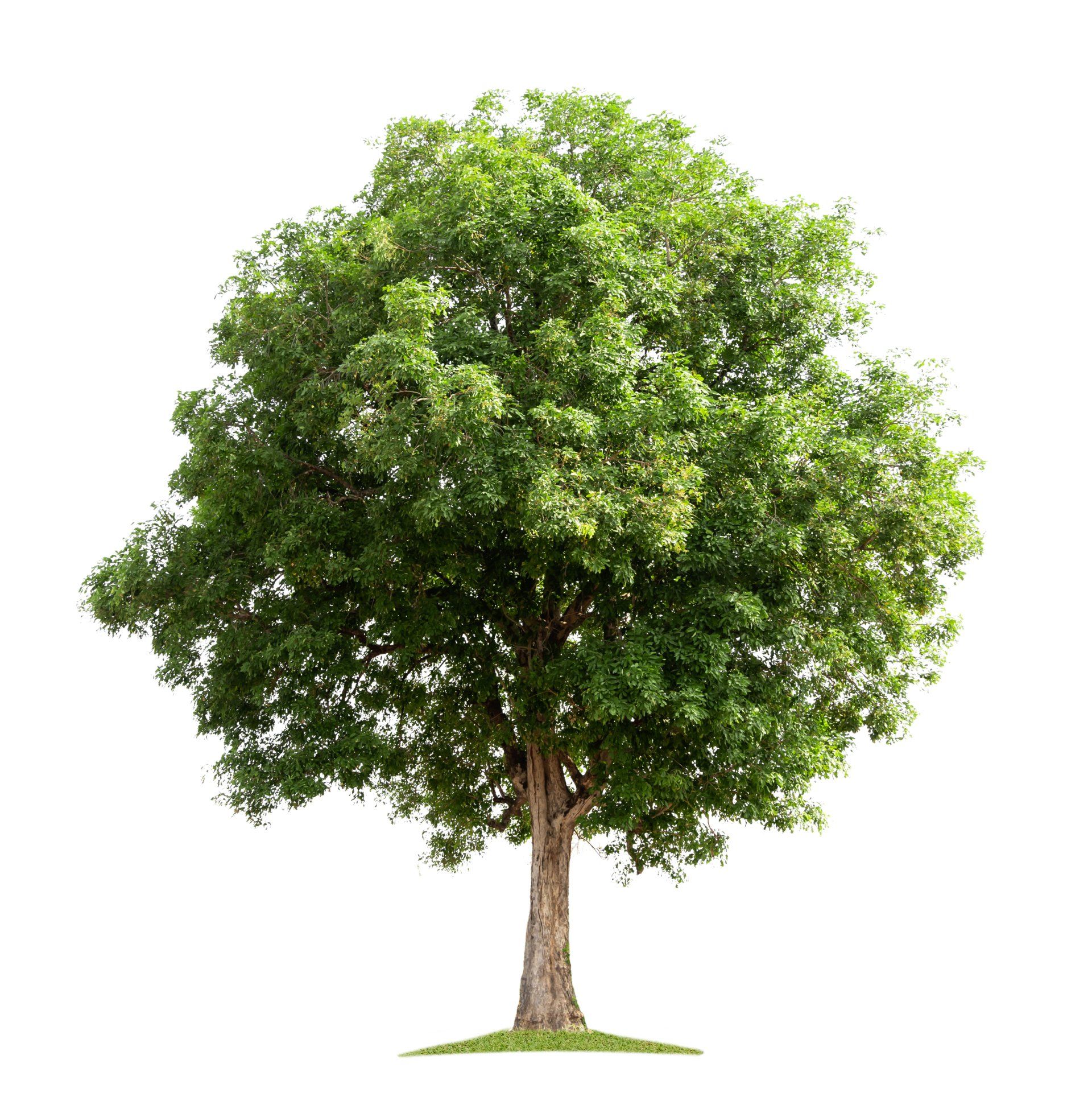 A leafy green tree with a brown trunk, set against a white background.