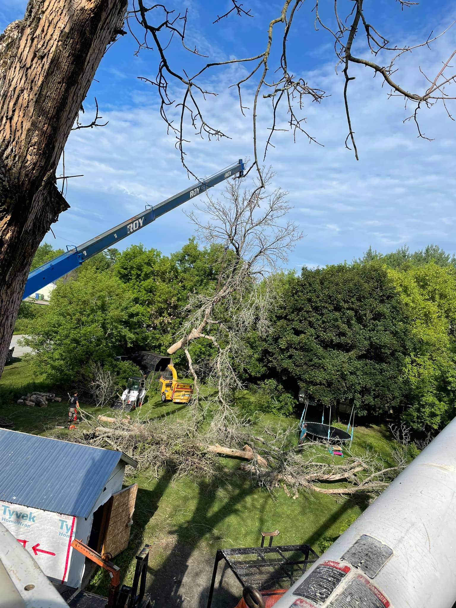 Tree removal in progress; yellow machinery, lift, workers and a partially felled tree. Green trees and blue sky.