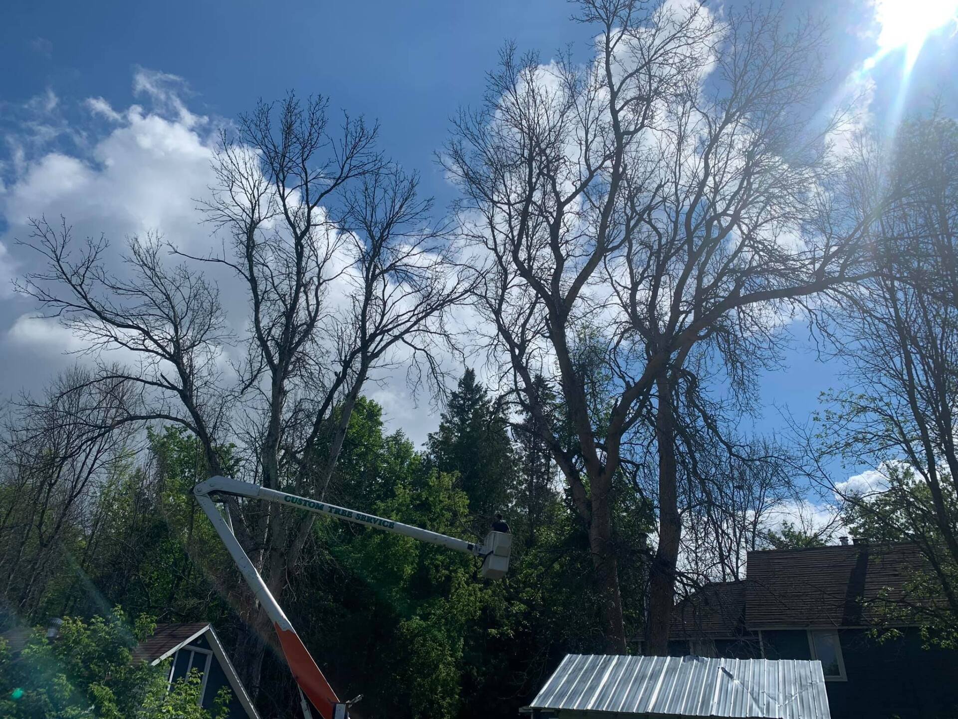 Tall bare trees against a partly cloudy blue sky, crane arm visible, sunlight.
