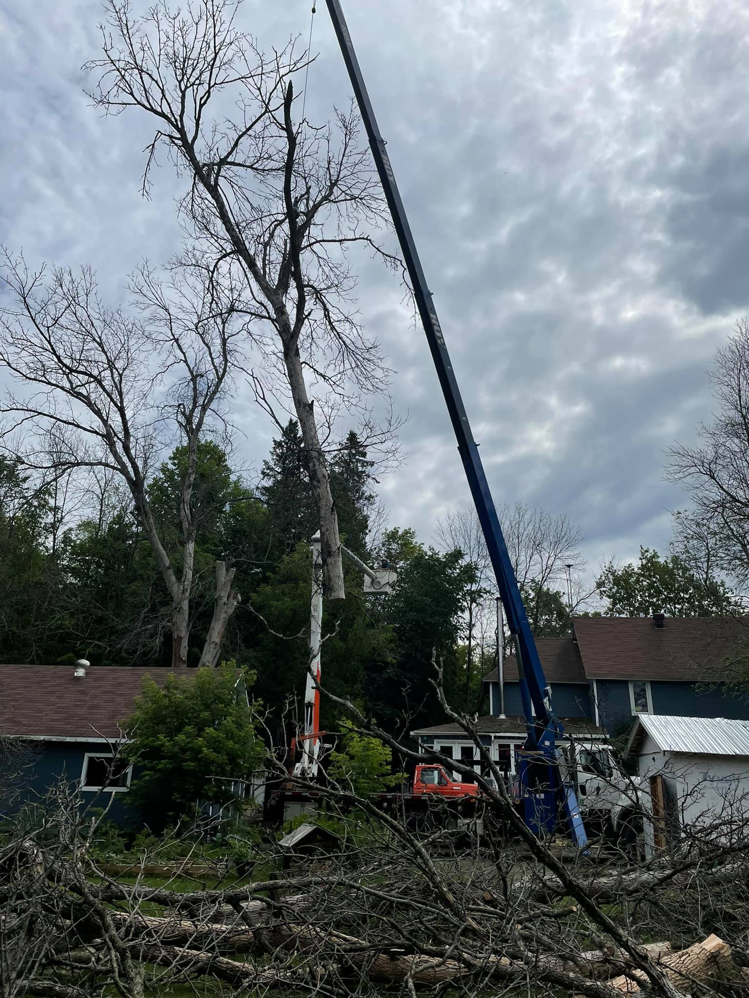 Tree being trimmed by a lift truck, residential area with cloudy sky.