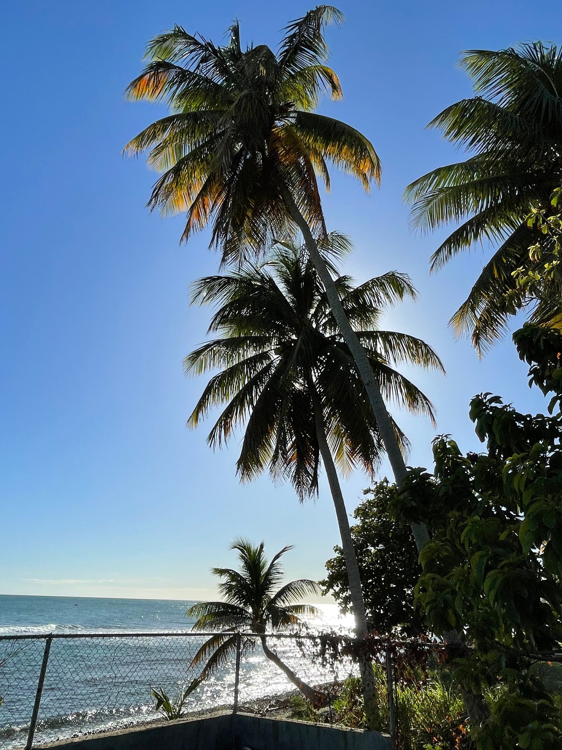 Palm trees silhouetted against a bright blue sky, with ocean visible in the background.