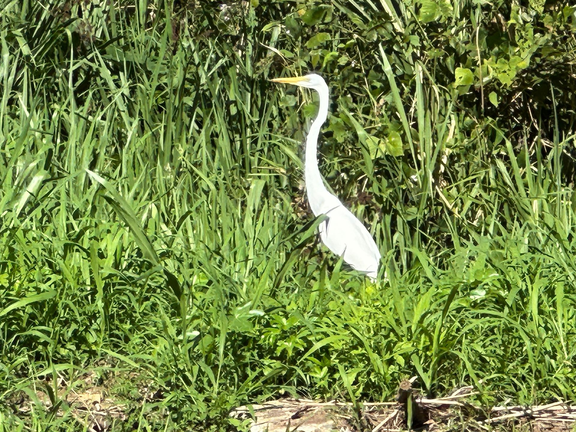 White egret standing in tall green grass near foliage.