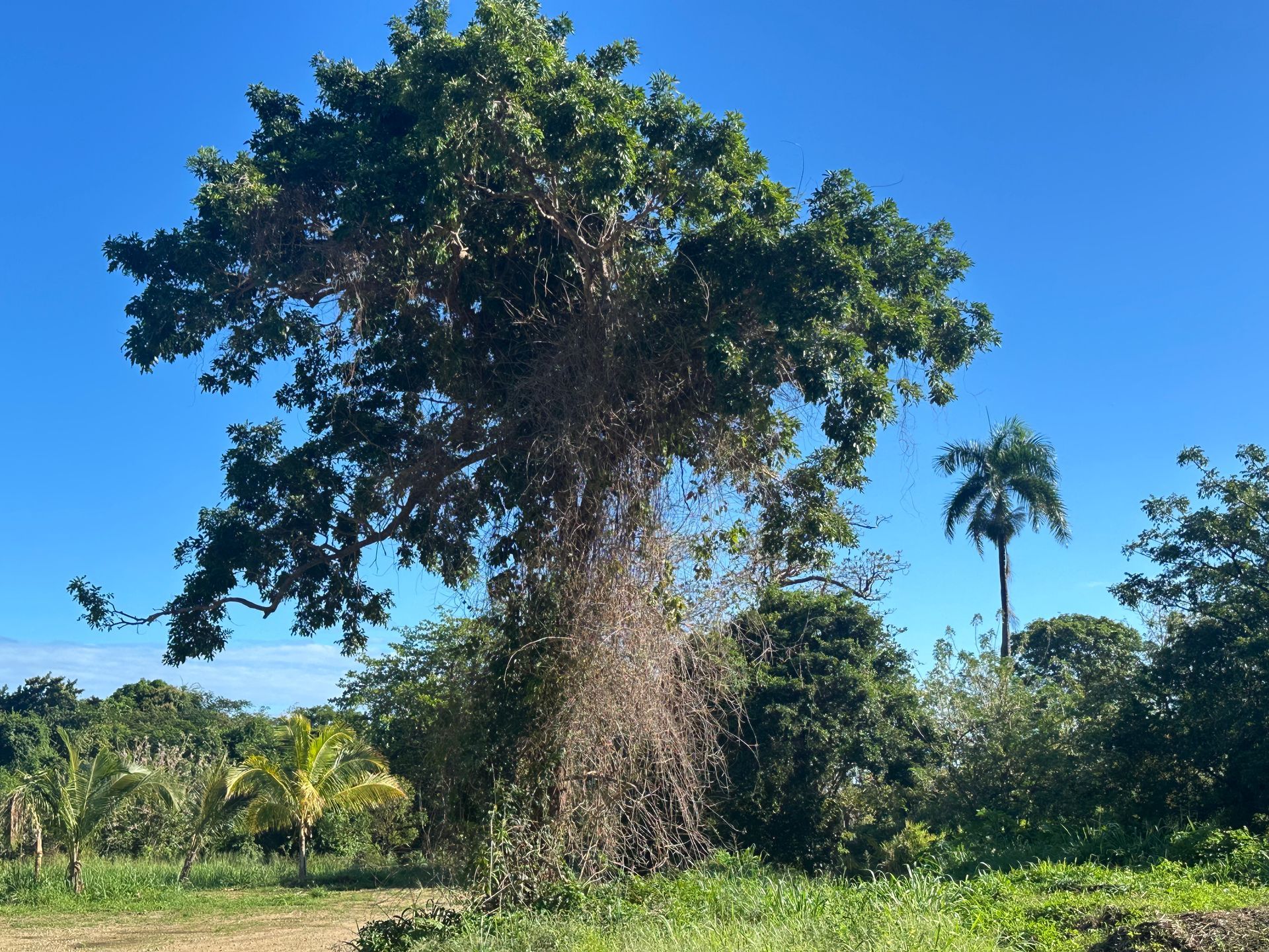 Large tree with dense green foliage and brown vines against a clear blue sky.