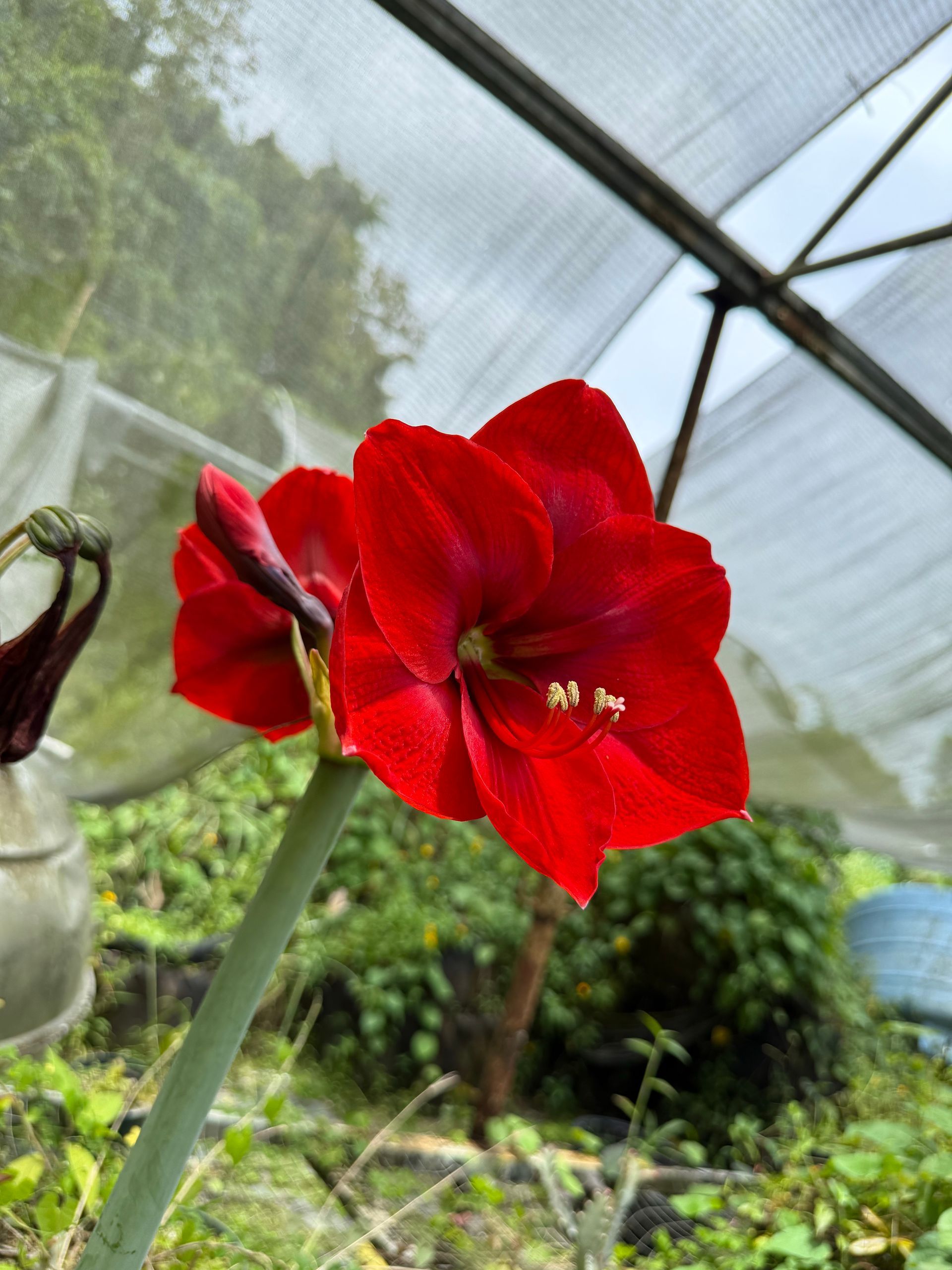 Vibrant red amaryllis flowers blooming in a greenhouse setting, with green stems and foliage visible.