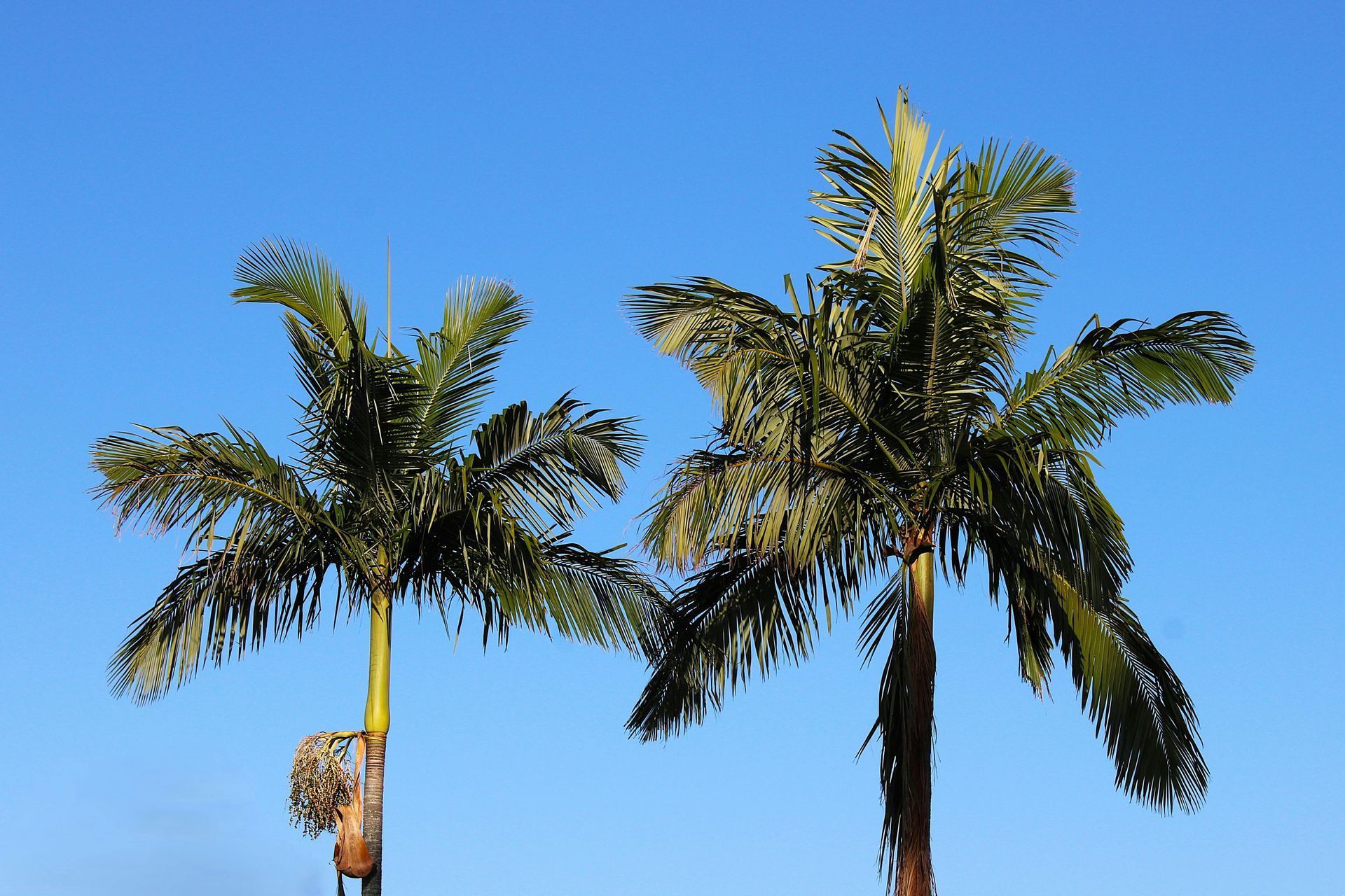 Two palm trees with green fronds against a clear blue sky.