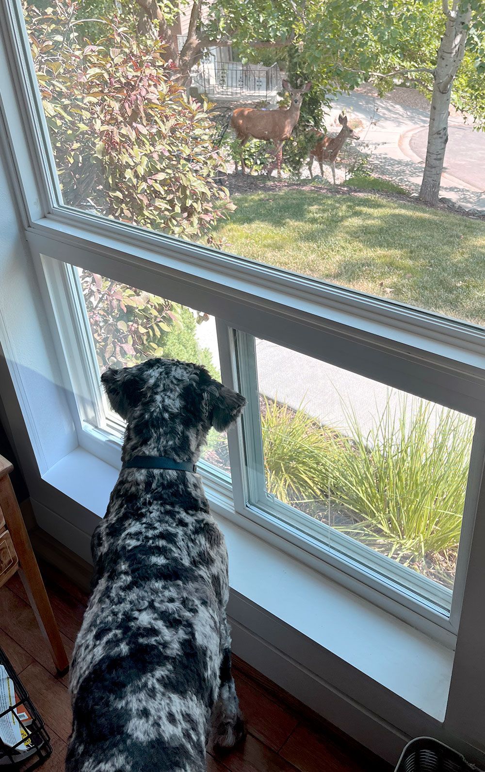 my dog looking at deer in my front yard
