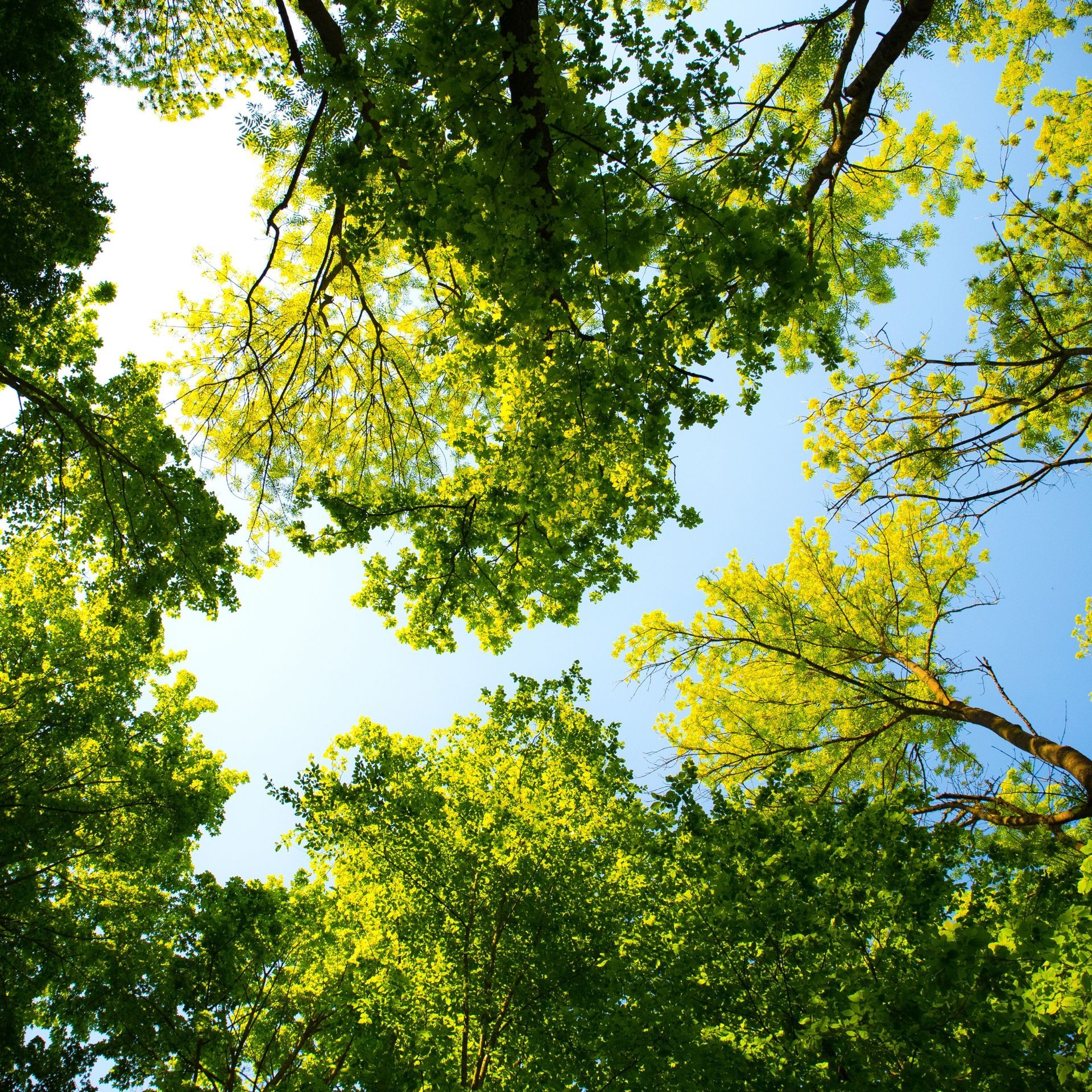 Looking upwards through bright green tree canopy, blue sky peeking through.