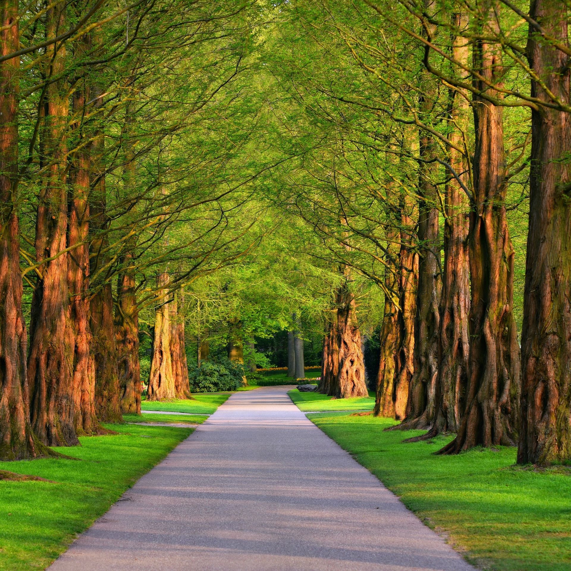 Pathway through tall trees with green foliage.