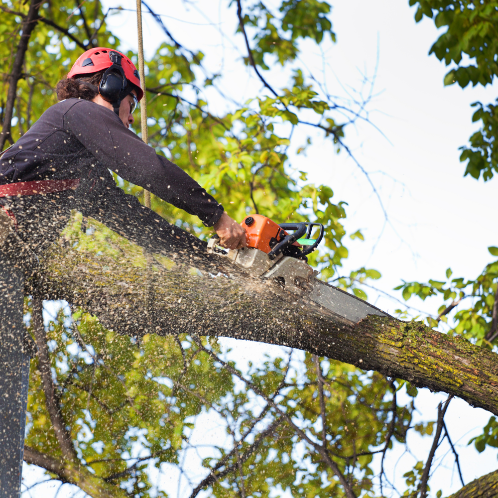 Arborist in a tree using a chainsaw to cut a branch, wearing safety gear; outdoors.