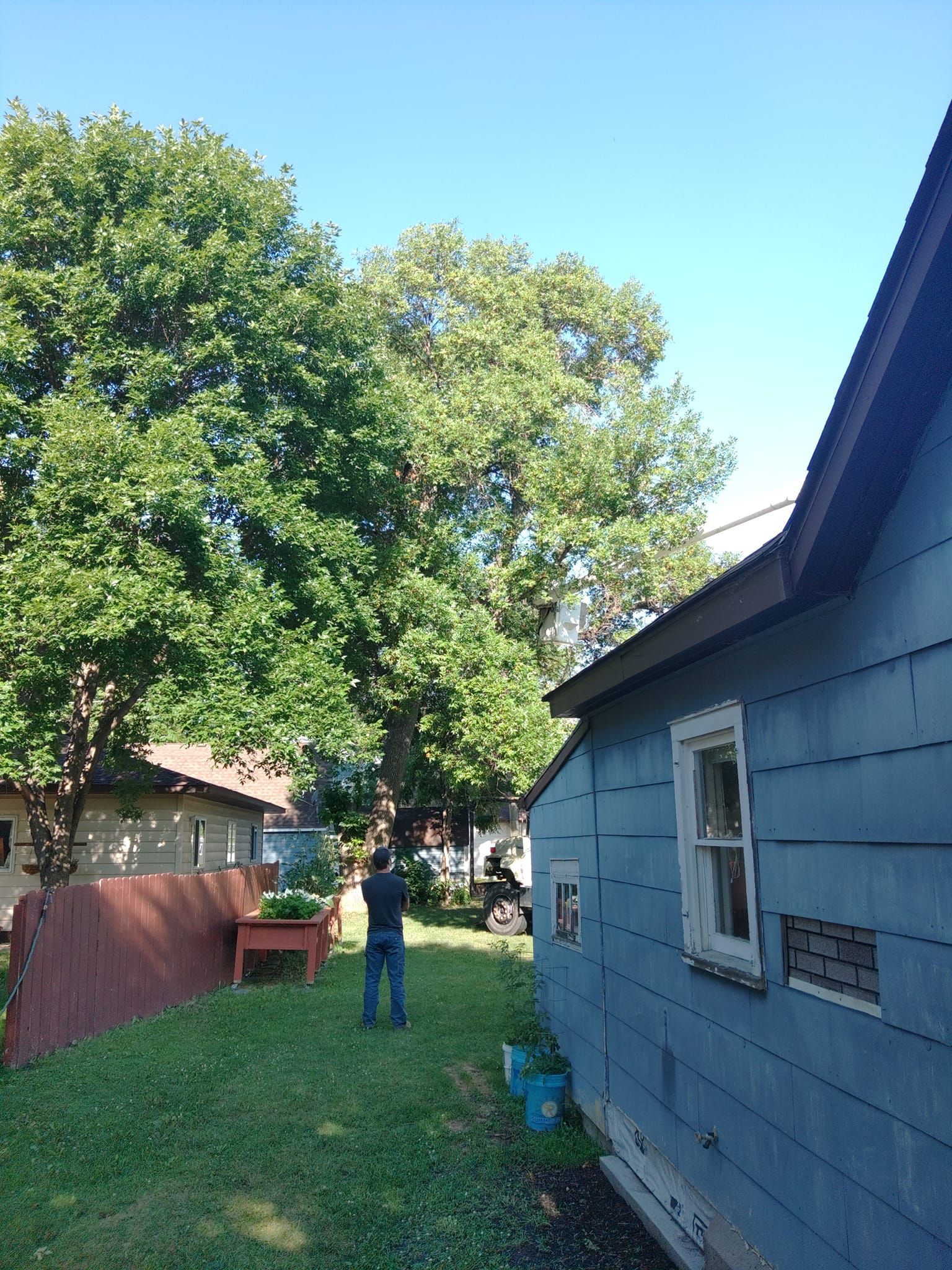 Backyard scene; a person stands on the lawn near a blue house. Large trees and a red fence are also visible.