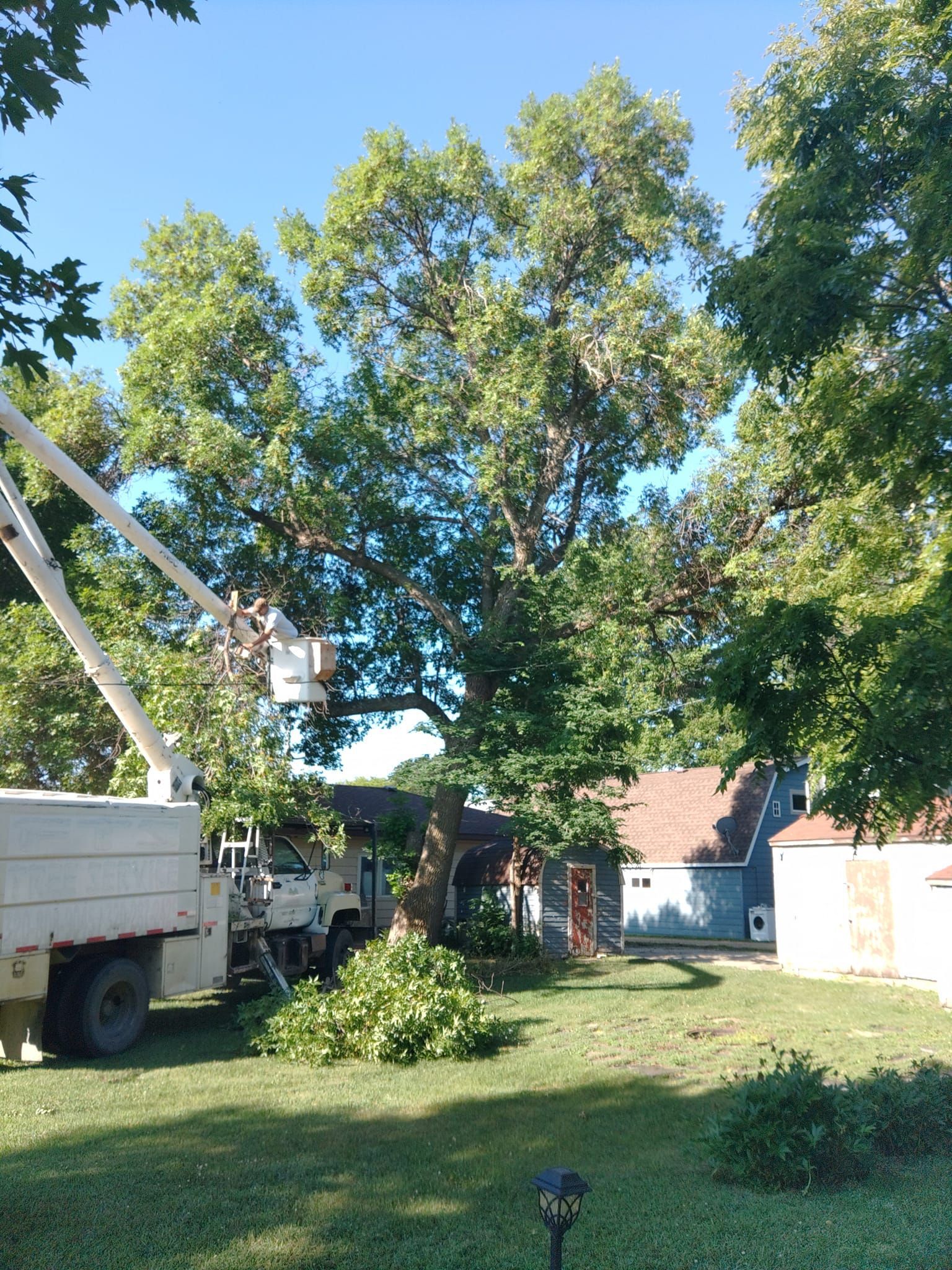 Tree trimming with a truck lift in a yard with a blue sky and houses in the background.