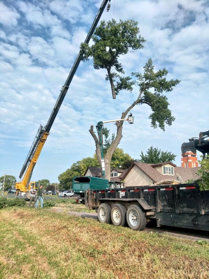 A tree being trimmed by a crane and bucket truck near a house, trailer and greenery on a sunny day.