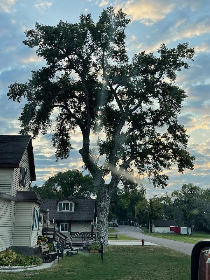 Large tree with dense green foliage next to a house and street under a cloudy sky.
