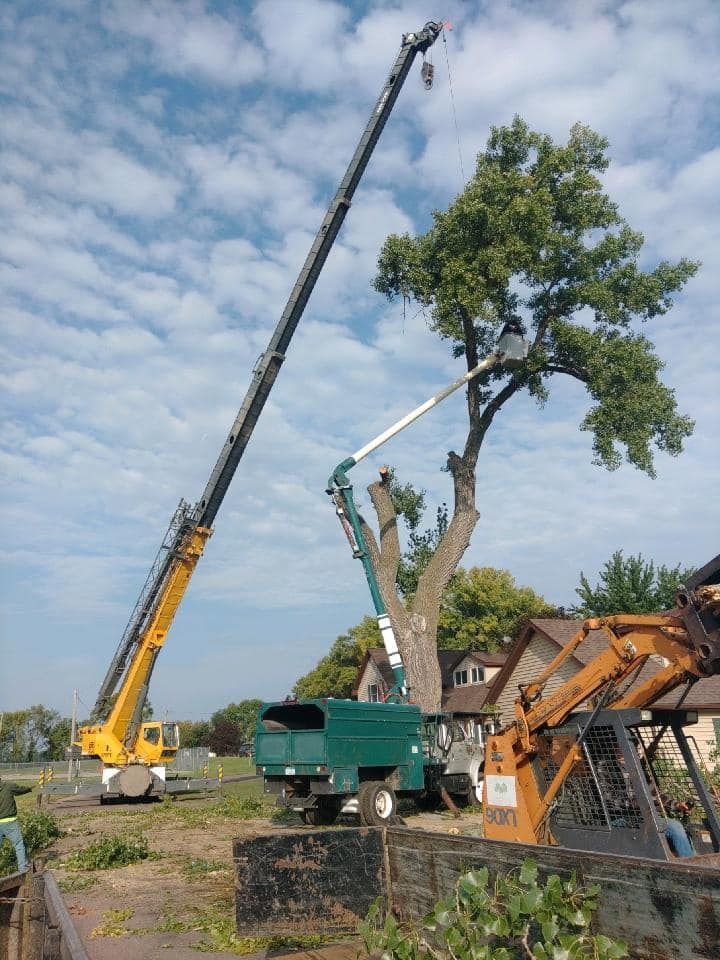 A tree being trimmed by a worker in a lift, with a crane nearby. Sunny day.