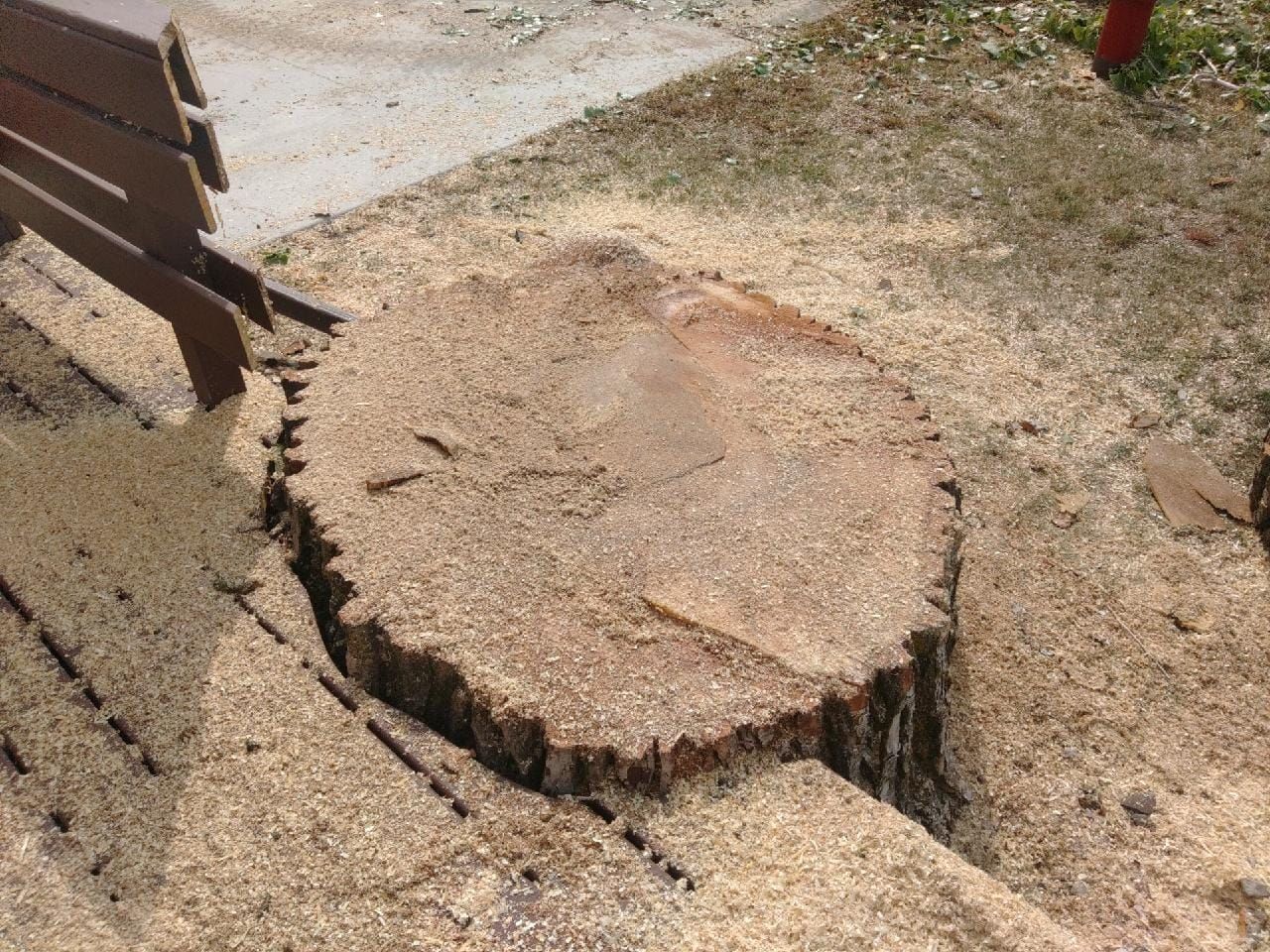 Tree stump covered in sawdust next to a wooden bench on a grassy area.