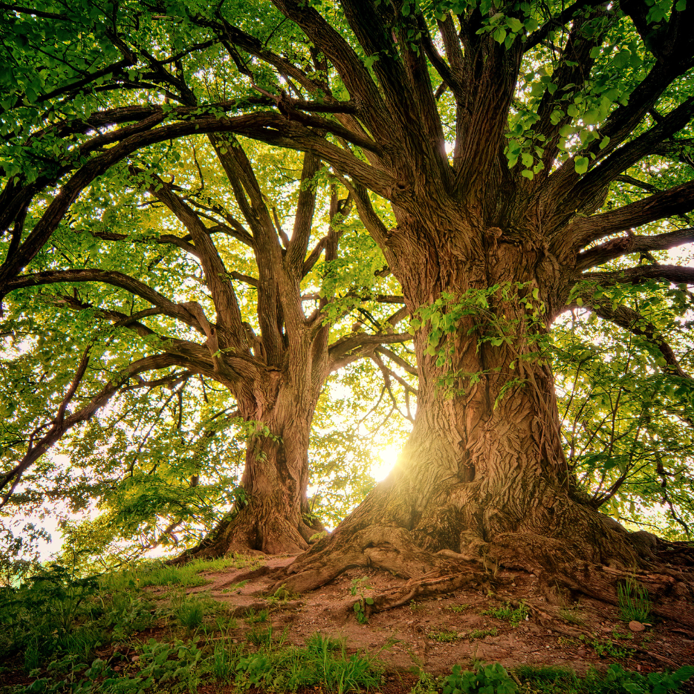 Two large trees with exposed roots, sun shining through the leaves, green grass.