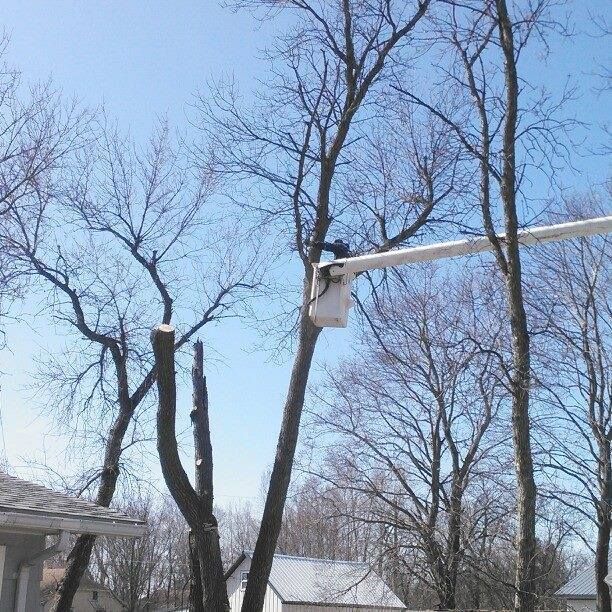 Tree trimming with a lift against a blue sky. Bare branches and snow on the ground.
