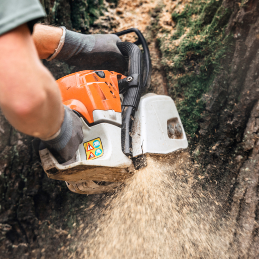 Person using an orange and white chainsaw to cut into a tree. Sawdust sprays out.