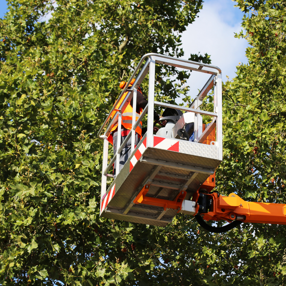 A worker in an orange vest trims a tree from an elevated platform, surrounded by green foliage.