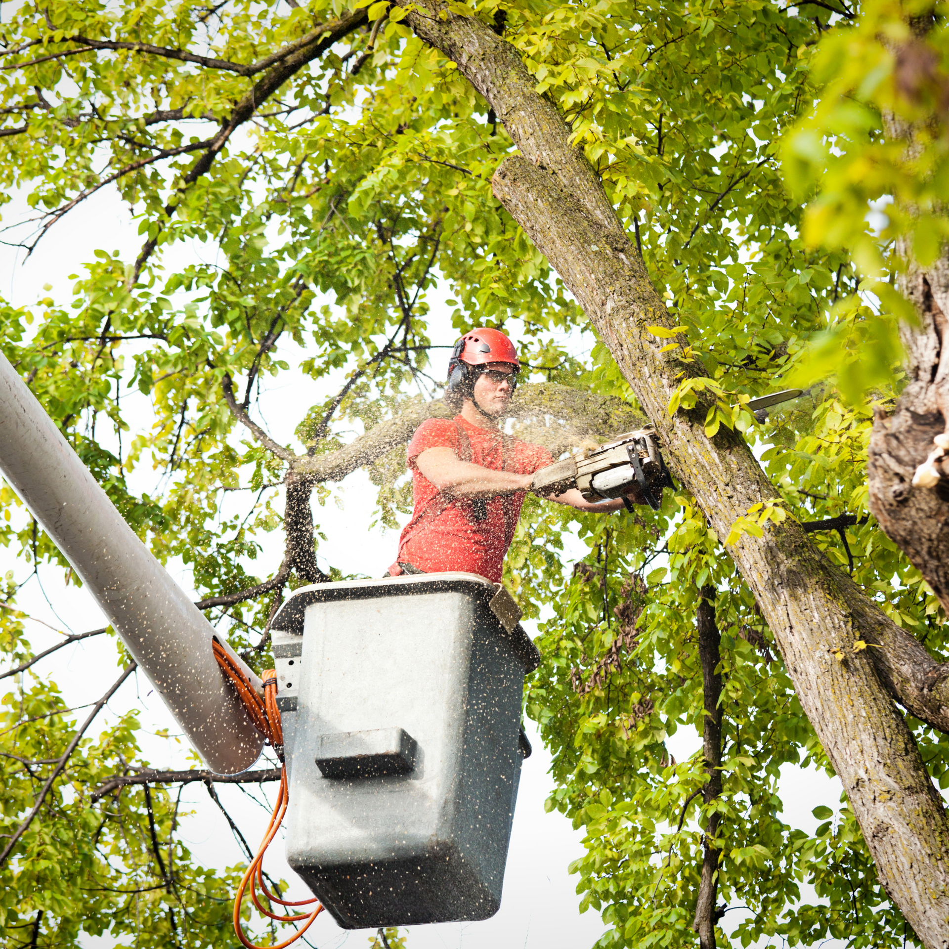 Man in bucket truck using chainsaw to trim tree. Green leaves, sawdust, red shirt, and helmet.