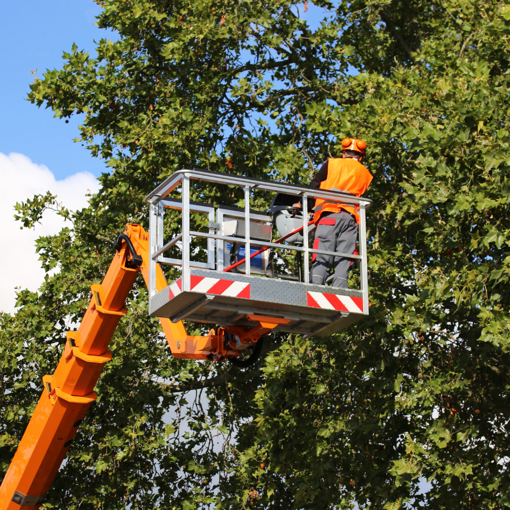 Tree trimmers in an orange lift platform, cutting tree branches.