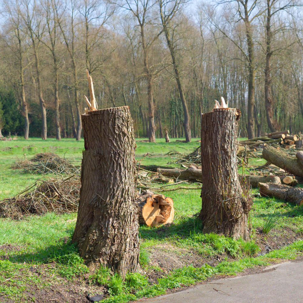 Two tree stumps in a grassy field with felled trees and bare trees in the background.